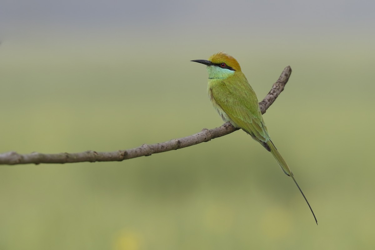 Asian Green Bee-eater - Sharif Uddin