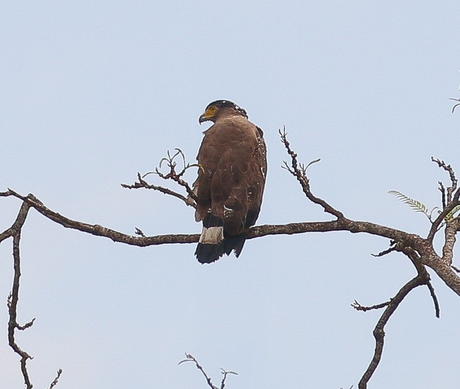 Crested Serpent-Eagle - ML213876911