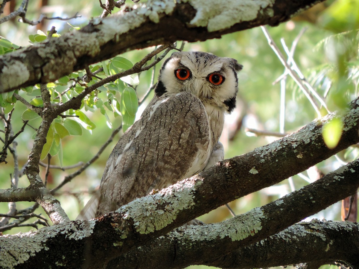 Southern White-faced Owl - Ian Riddell