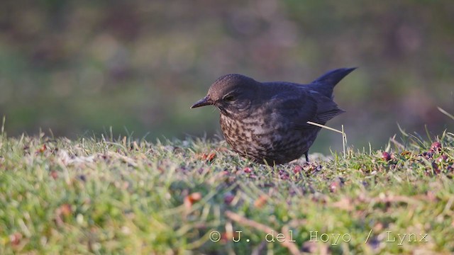 Eurasian Blackbird - ML213882111