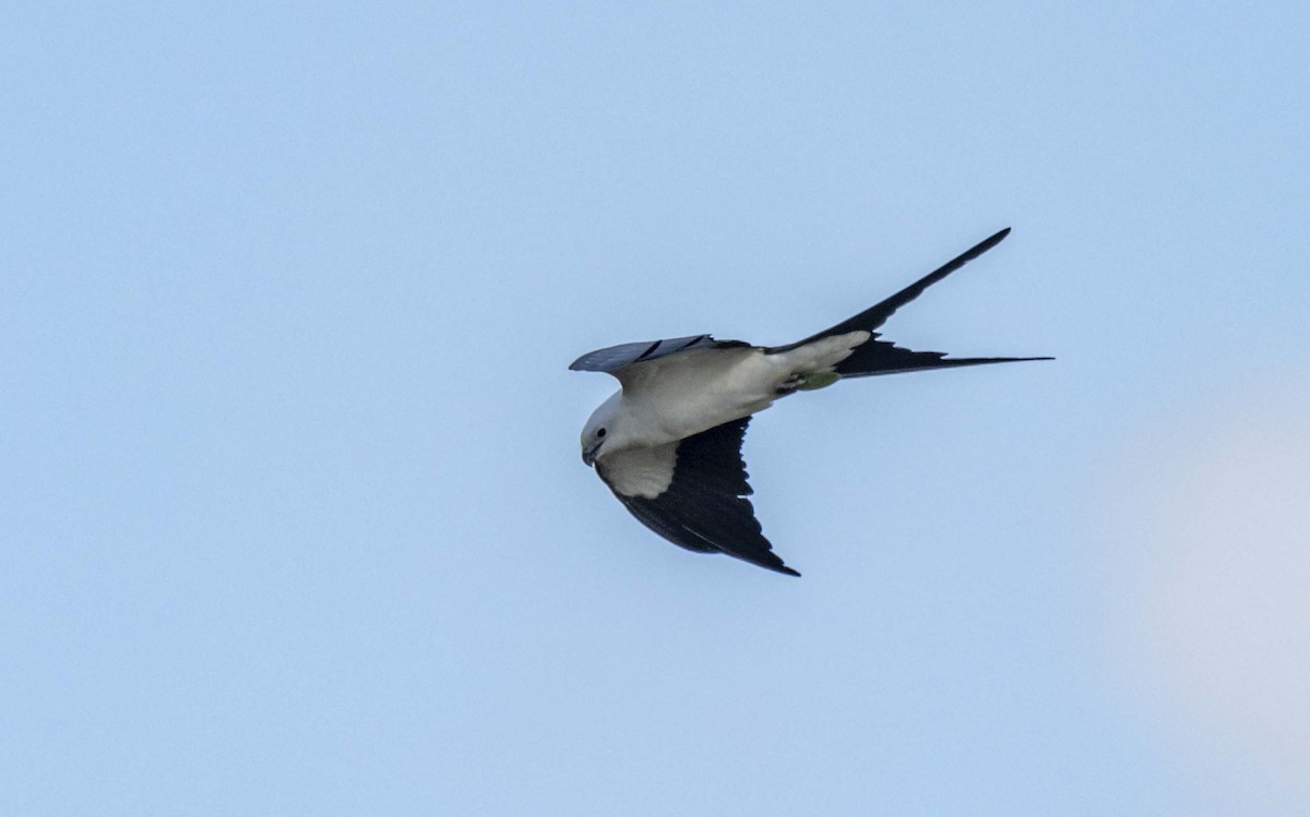 Swallow-tailed Kite - Ed Wransky