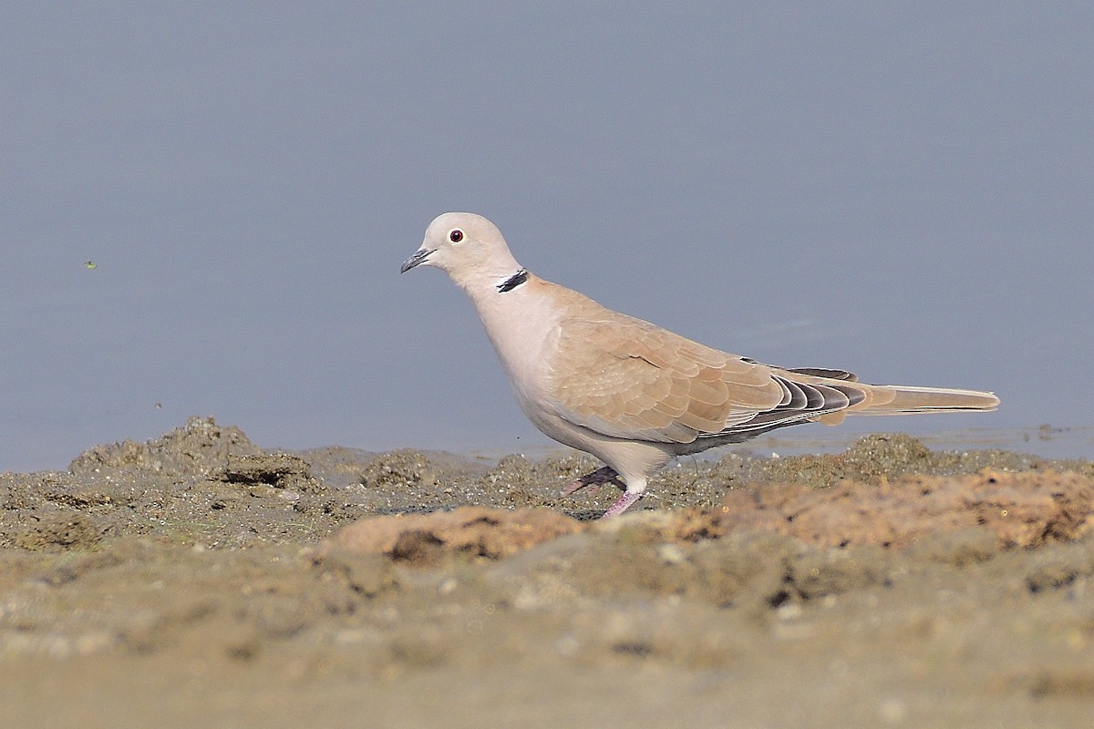 Eurasian Collared-Dove - xiwen CHEN