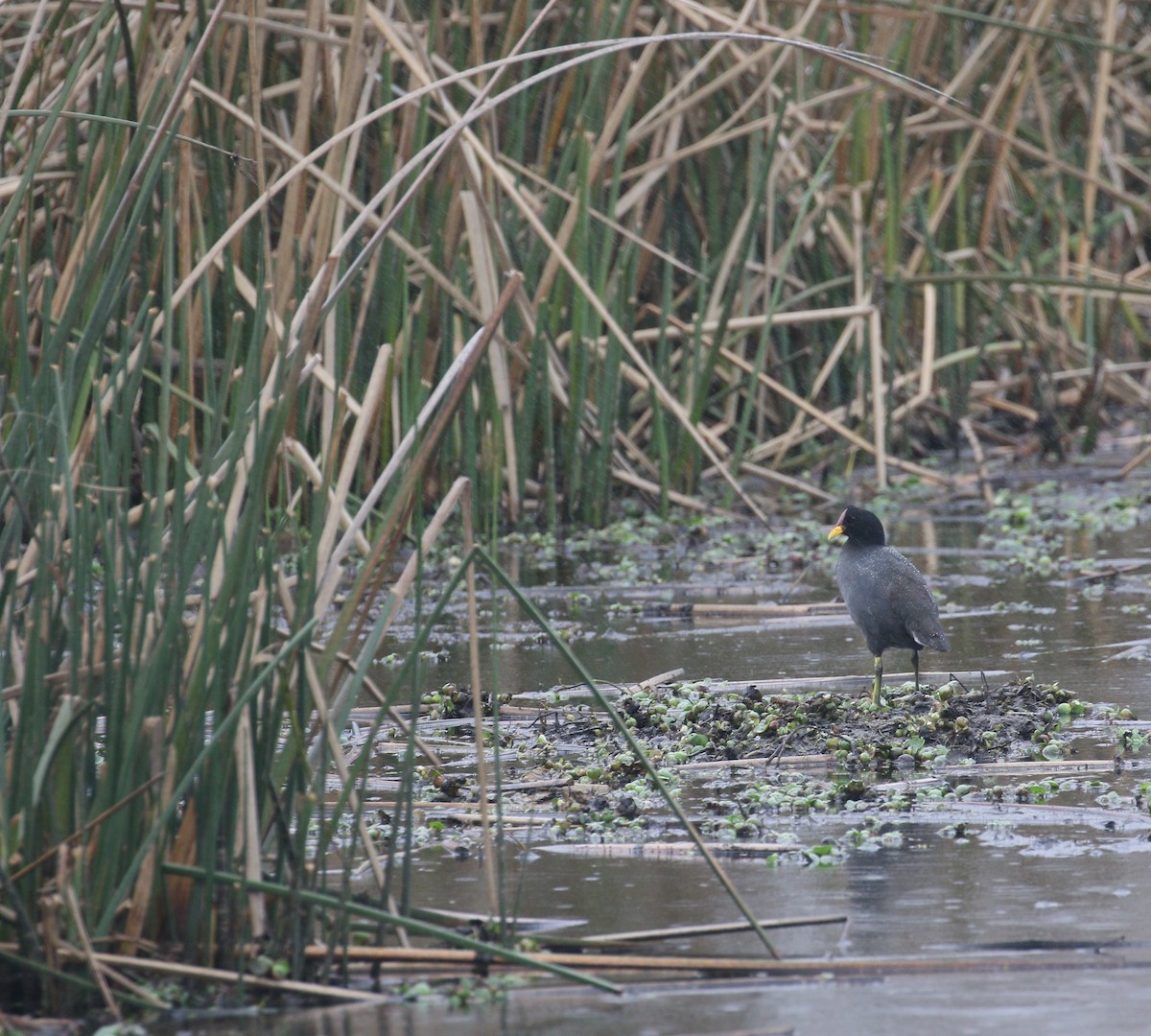 Red-fronted Coot - simon walkley