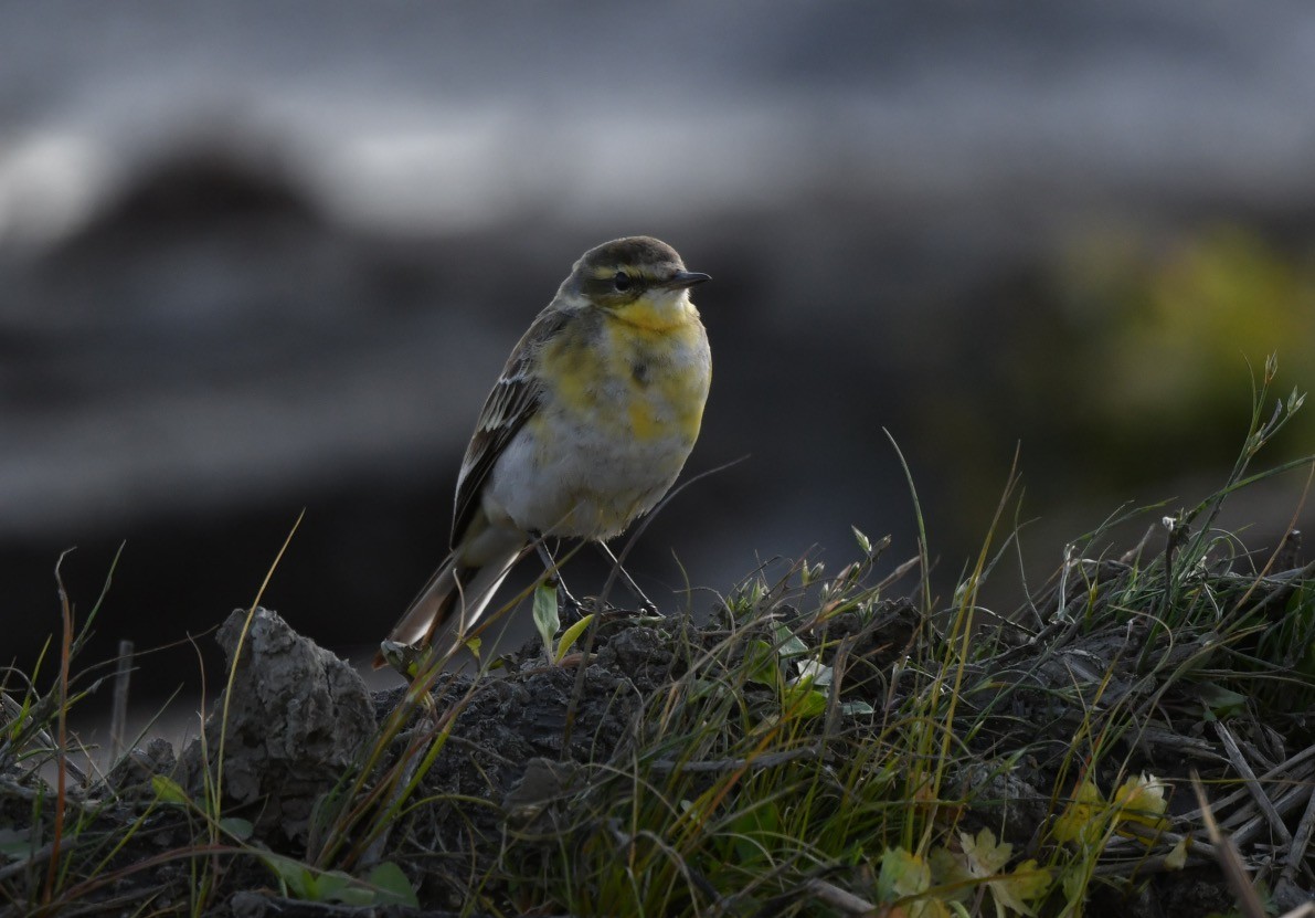 Eastern Yellow Wagtail - António Pena