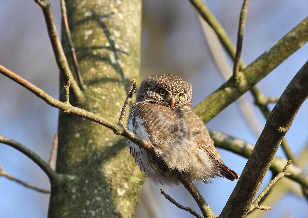 Eurasian Pygmy-Owl - Erik Groth-Andersen