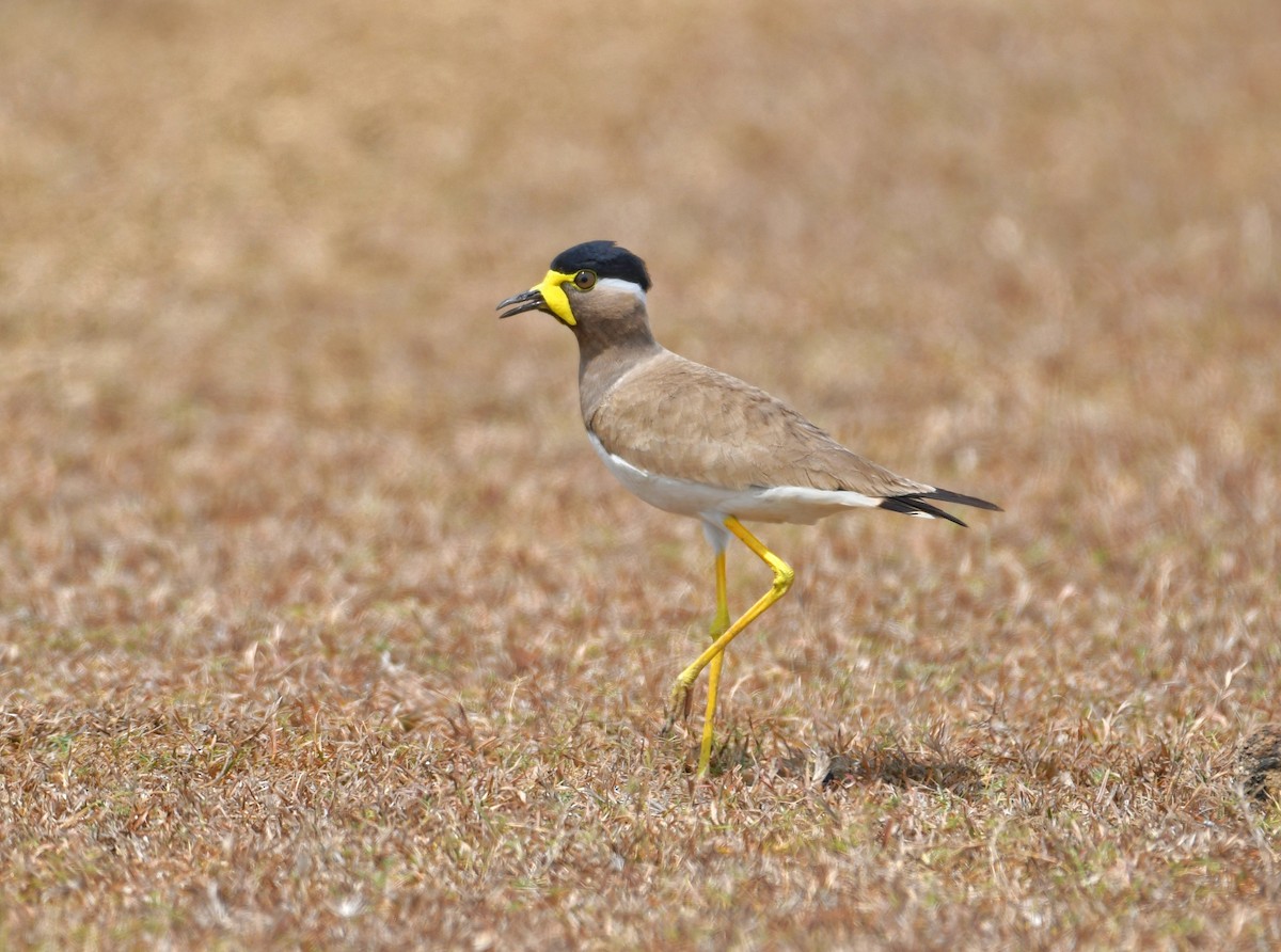 Yellow-wattled Lapwing - Subramniam Venkatramani