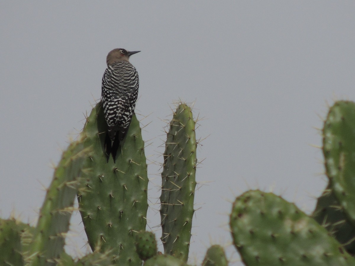 Gray-breasted Woodpecker - Rafael  Calderón Parra