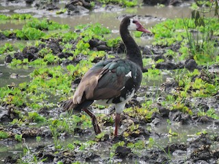 Spur-winged Goose, ML213902191
