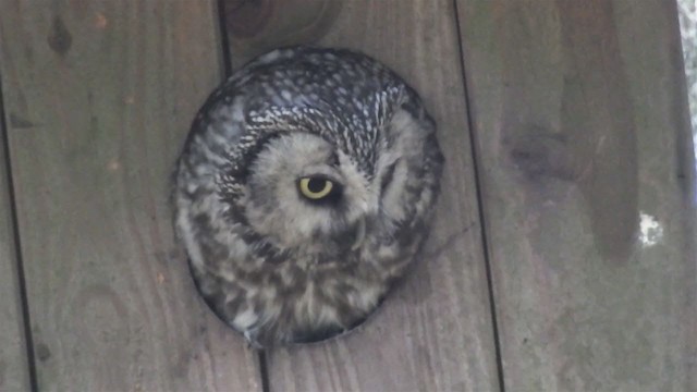 Boreal Owl - ML213904301