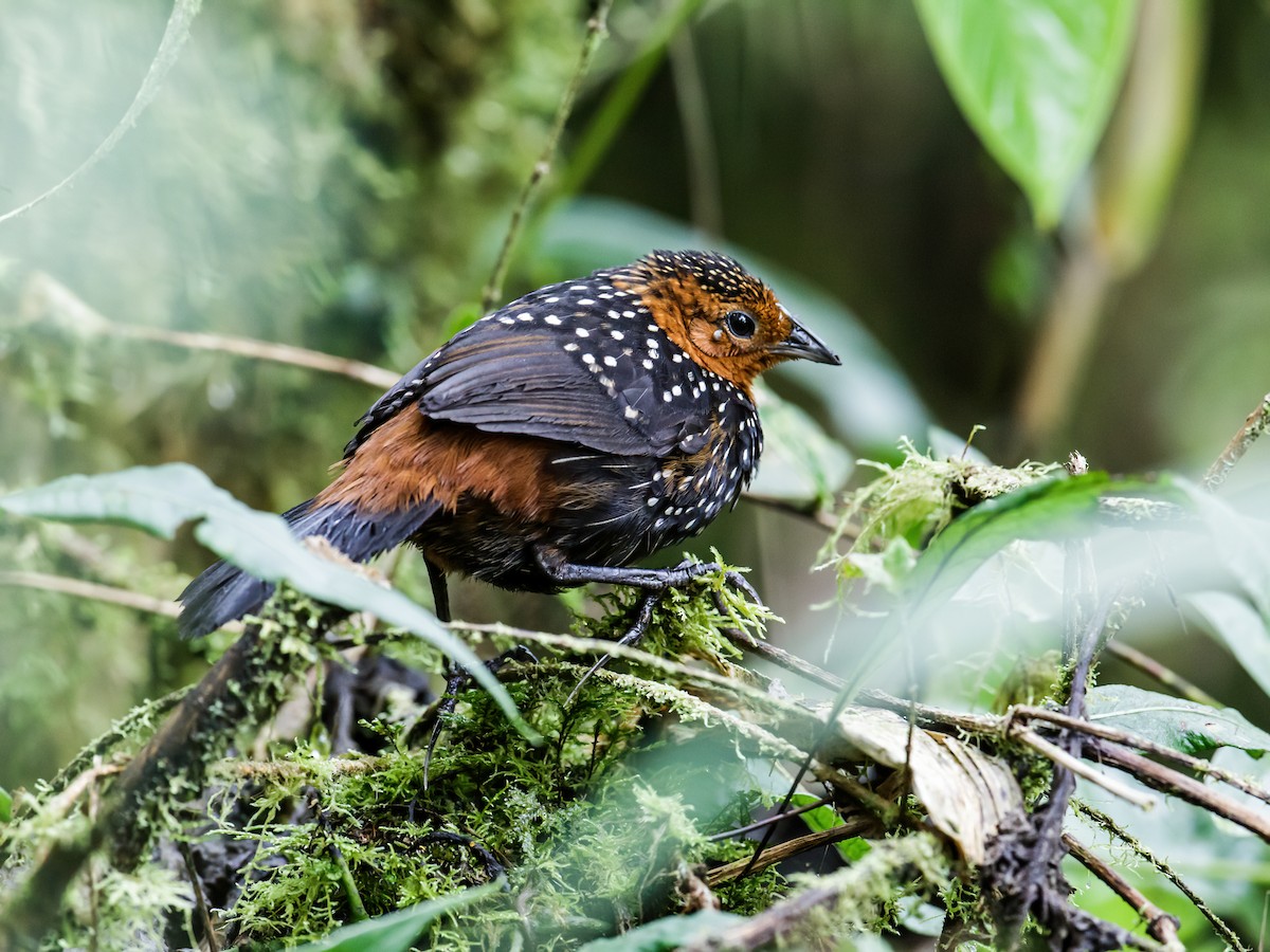 Ocellated Tapaculo - ML213904991