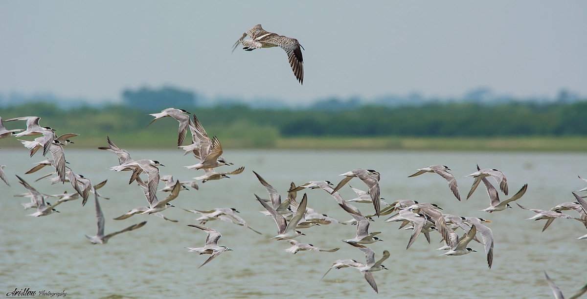Common Tern - Arijit Mondal