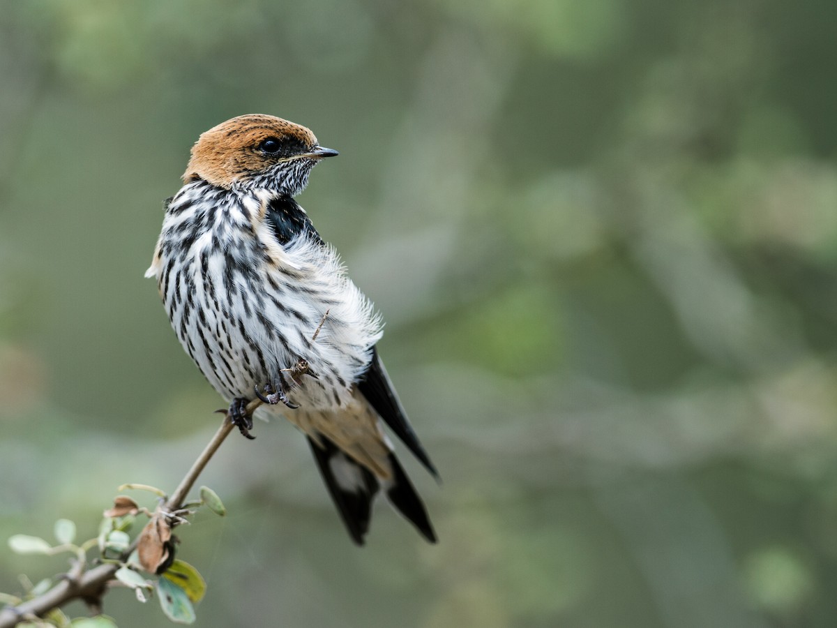 Lesser Striped Swallow - Nick Athanas