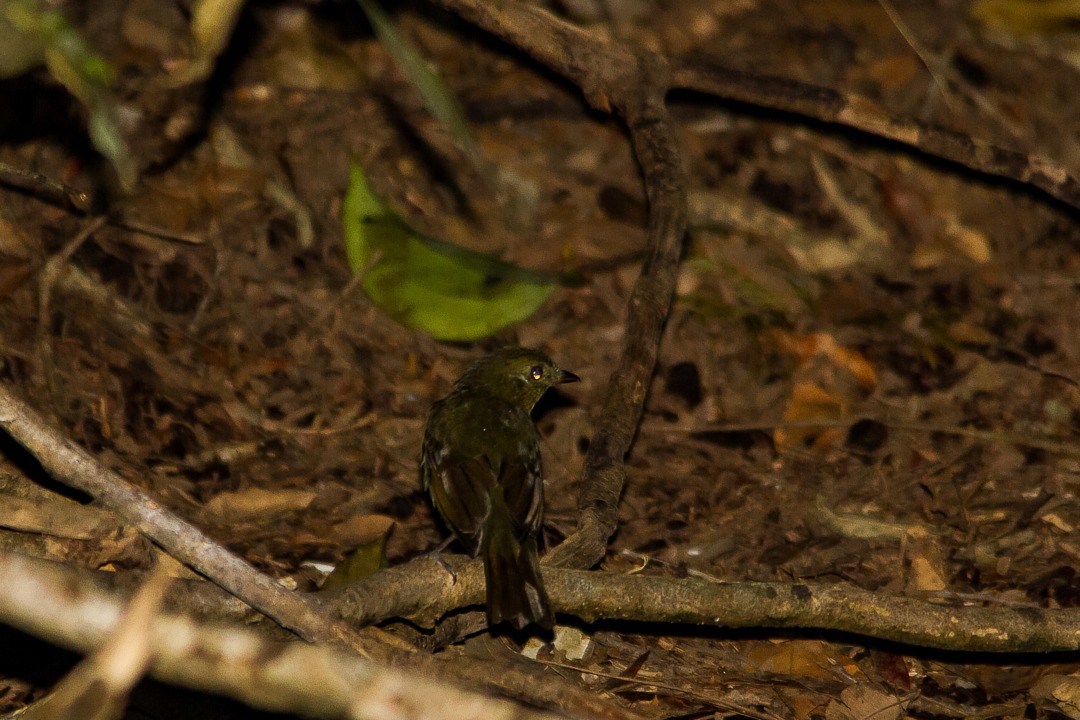 Brown-winged Schiffornis - ML213907001