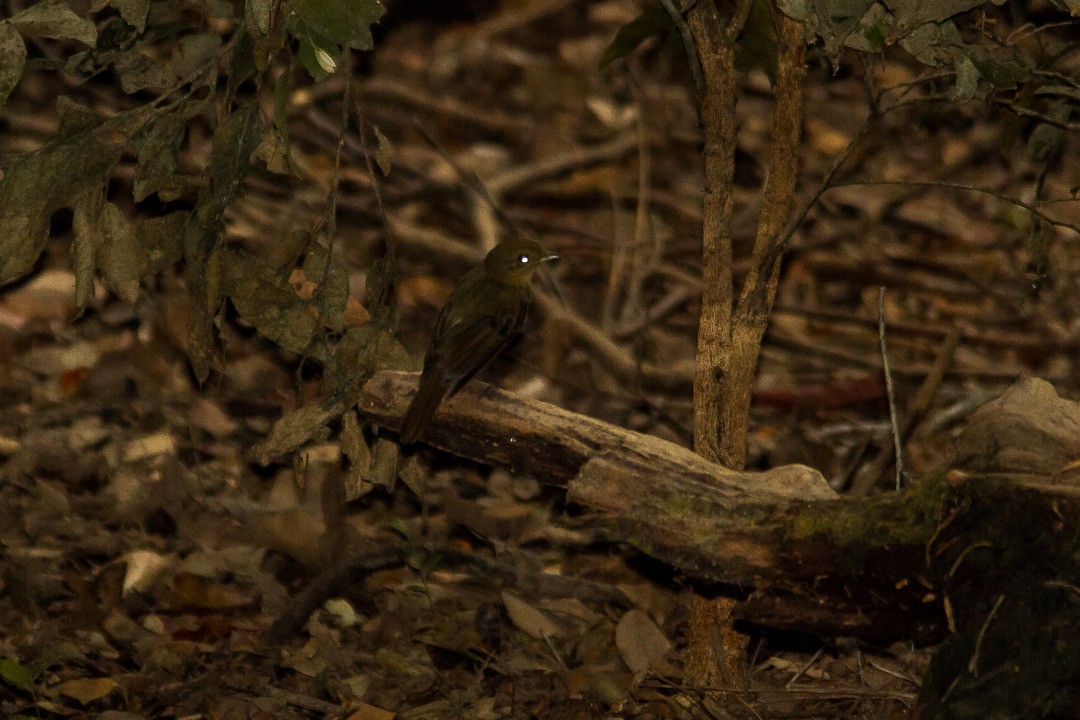 Brown-winged Schiffornis - ML213907011