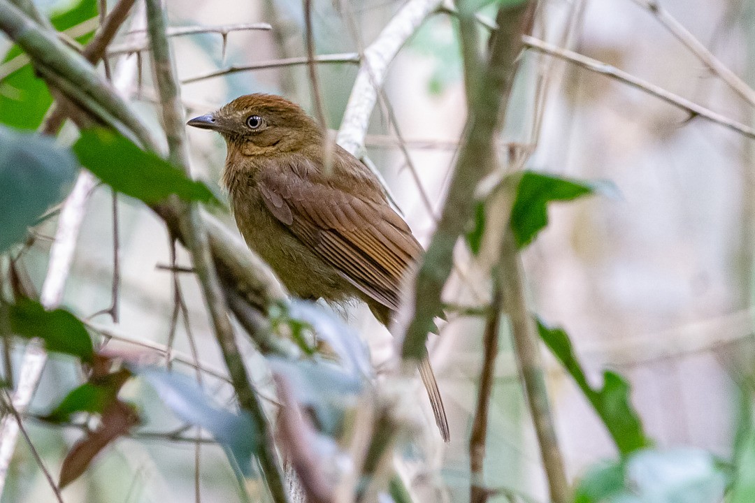 Brown-winged Schiffornis - ML213907031