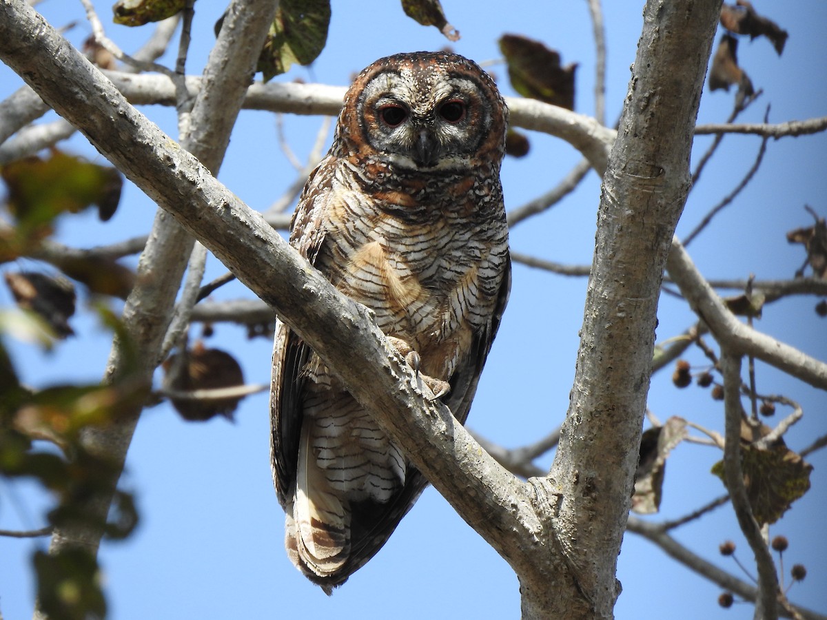 Mottled Wood-Owl - Ghanshyam Prasad Bhanware
