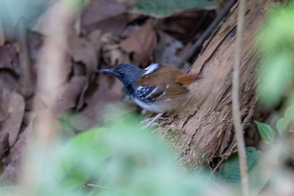 Chestnut-tailed Antbird (pallens) - ML213910871