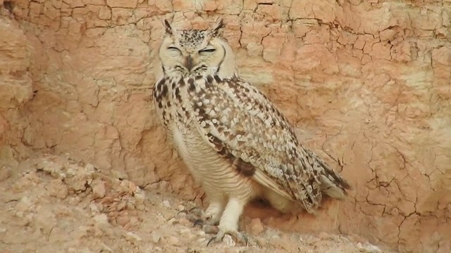 Pharaoh Eagle-Owl - ML213913761