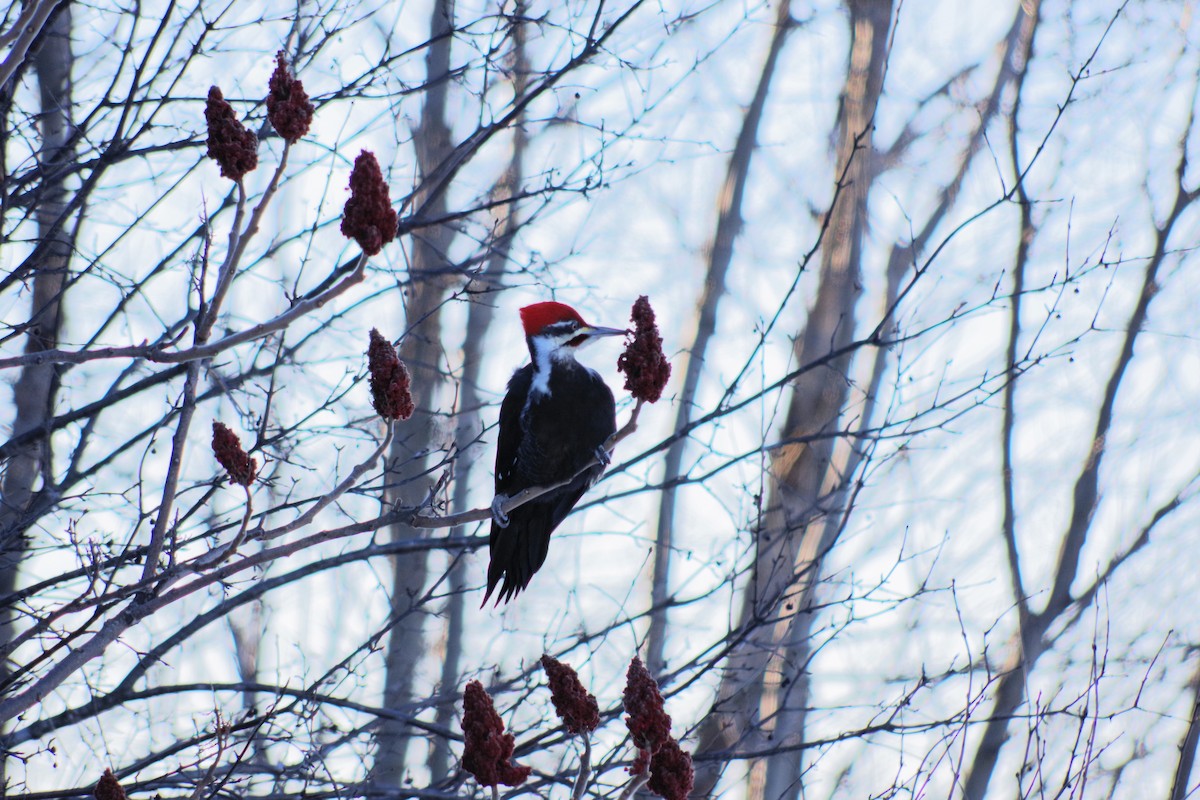 Pileated Woodpecker - ML213915681