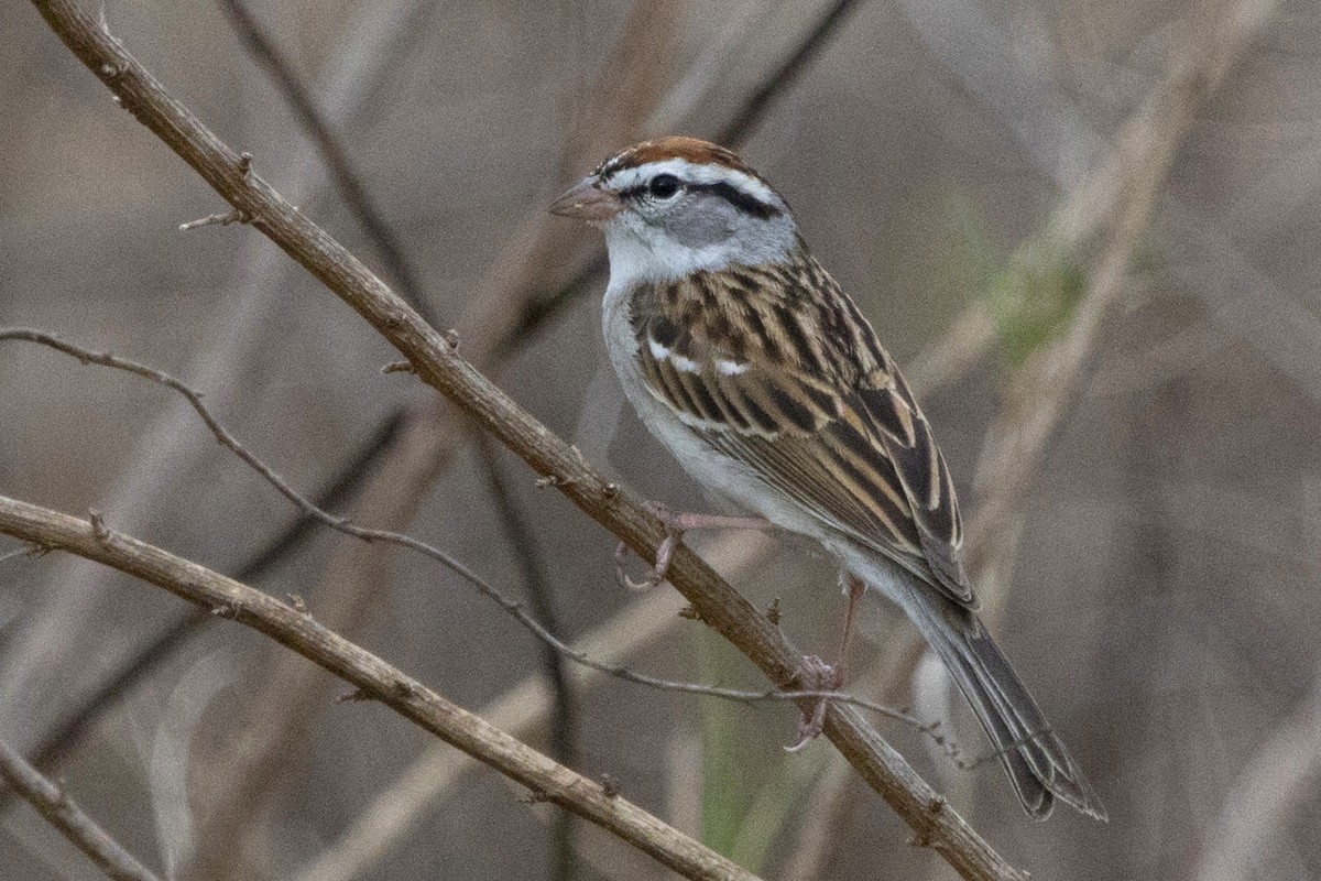 Chipping Sparrow - ML213917911