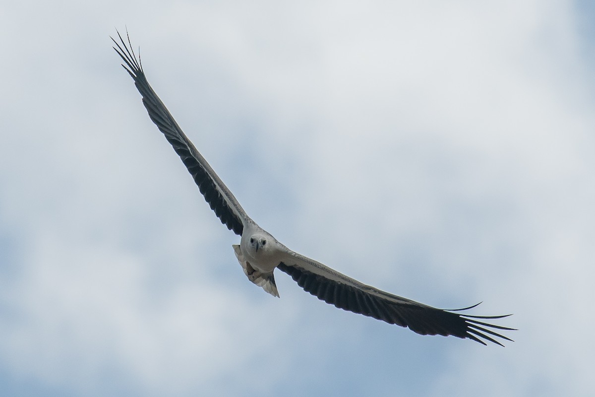 White-bellied Sea-Eagle - Darren Leow