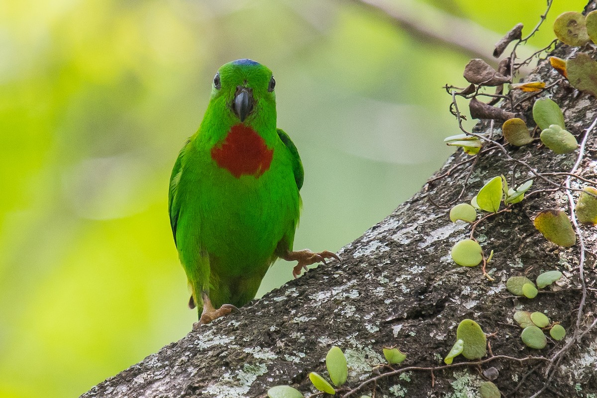 Blue-crowned Hanging-Parrot - ML213919821