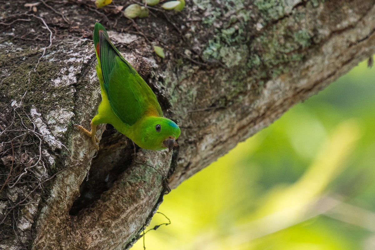 Blue-crowned Hanging-Parrot - ML213919831