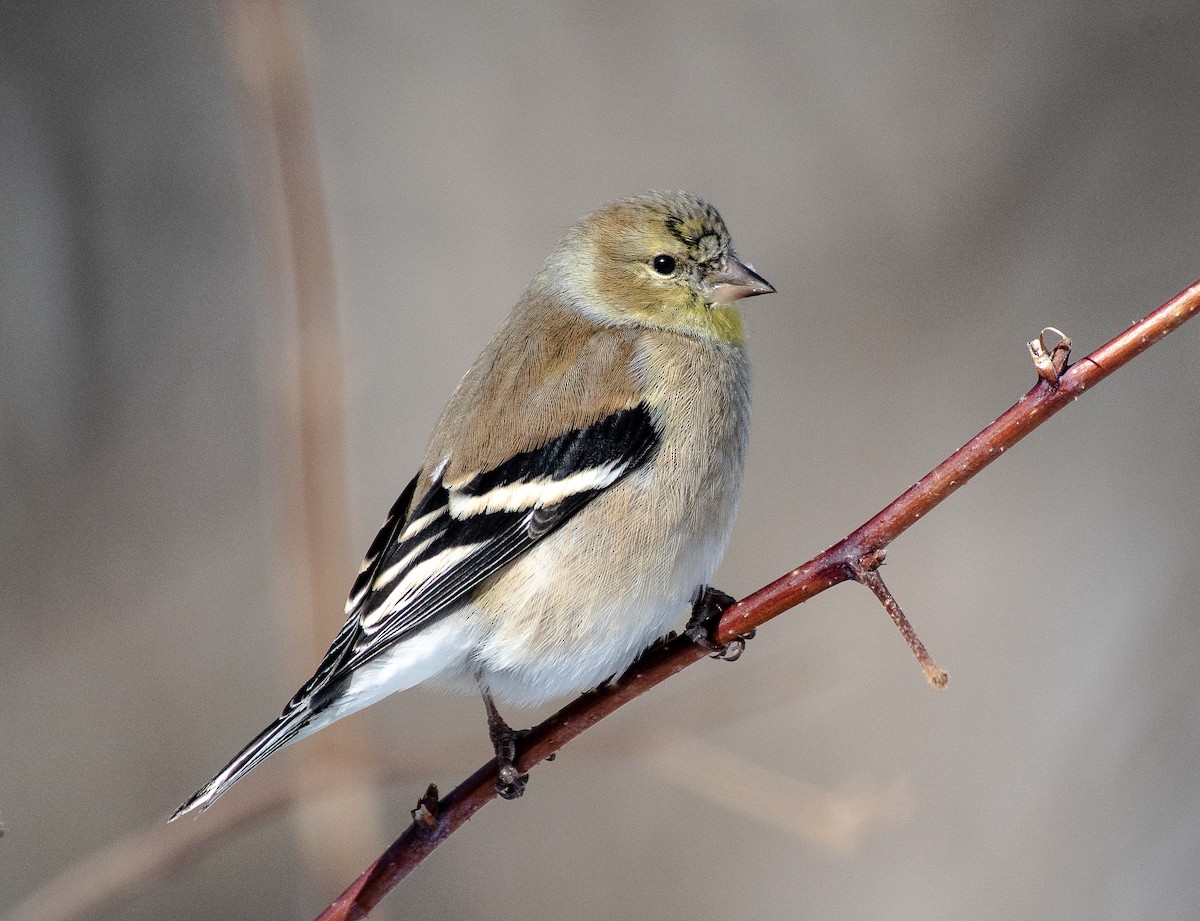 American Goldfinch - thomas berriman