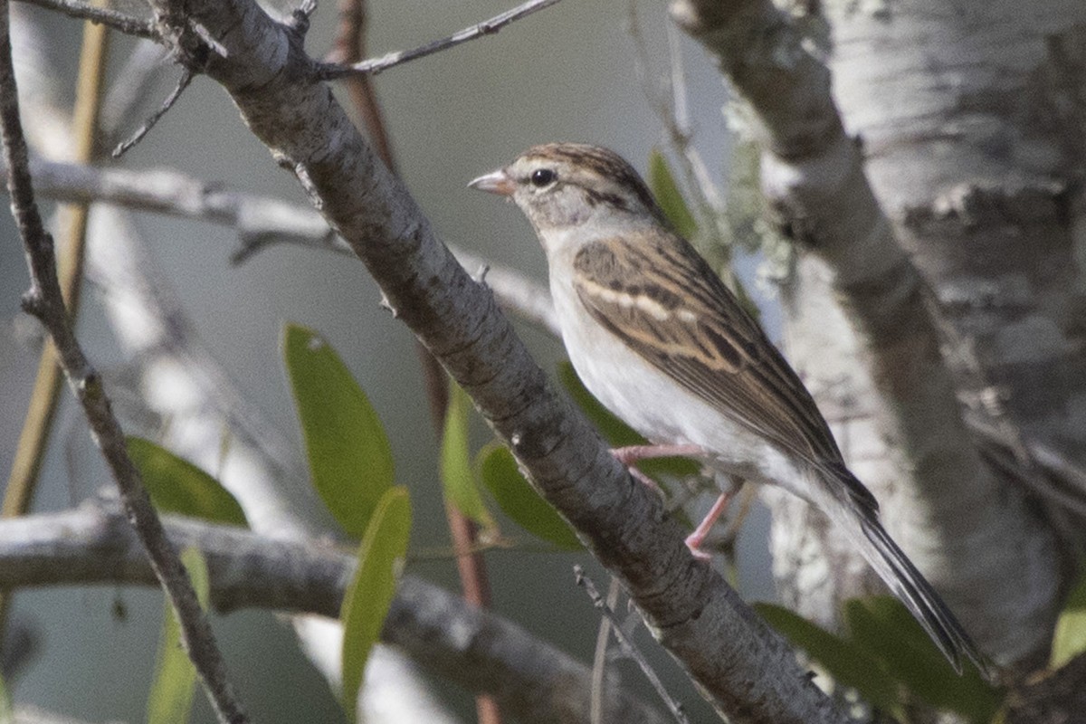 Chipping Sparrow - ML213919931