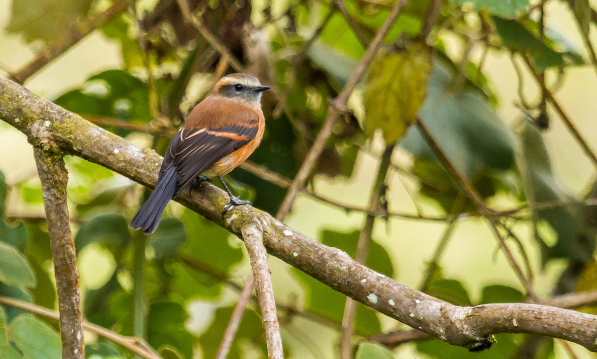 Brown-backed Chat-Tyrant - ML213921871