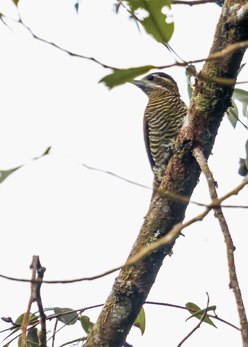 Bar-bellied Woodpecker - ML213922221