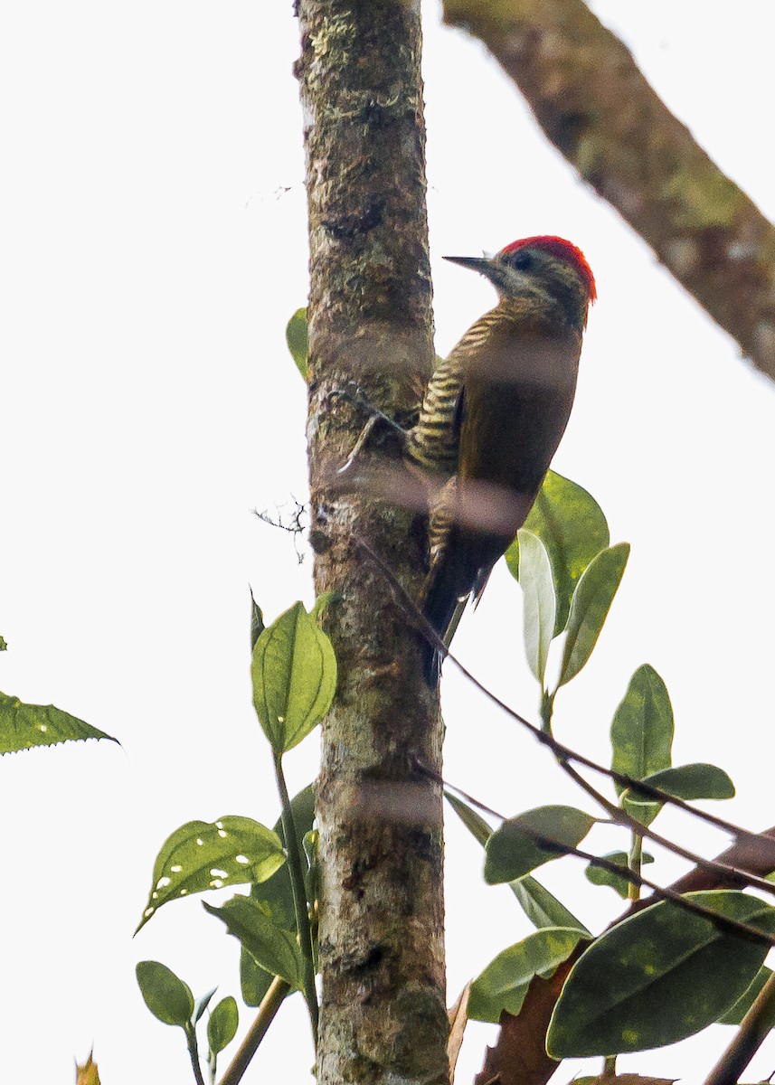 Bar-bellied Woodpecker - ML213922241