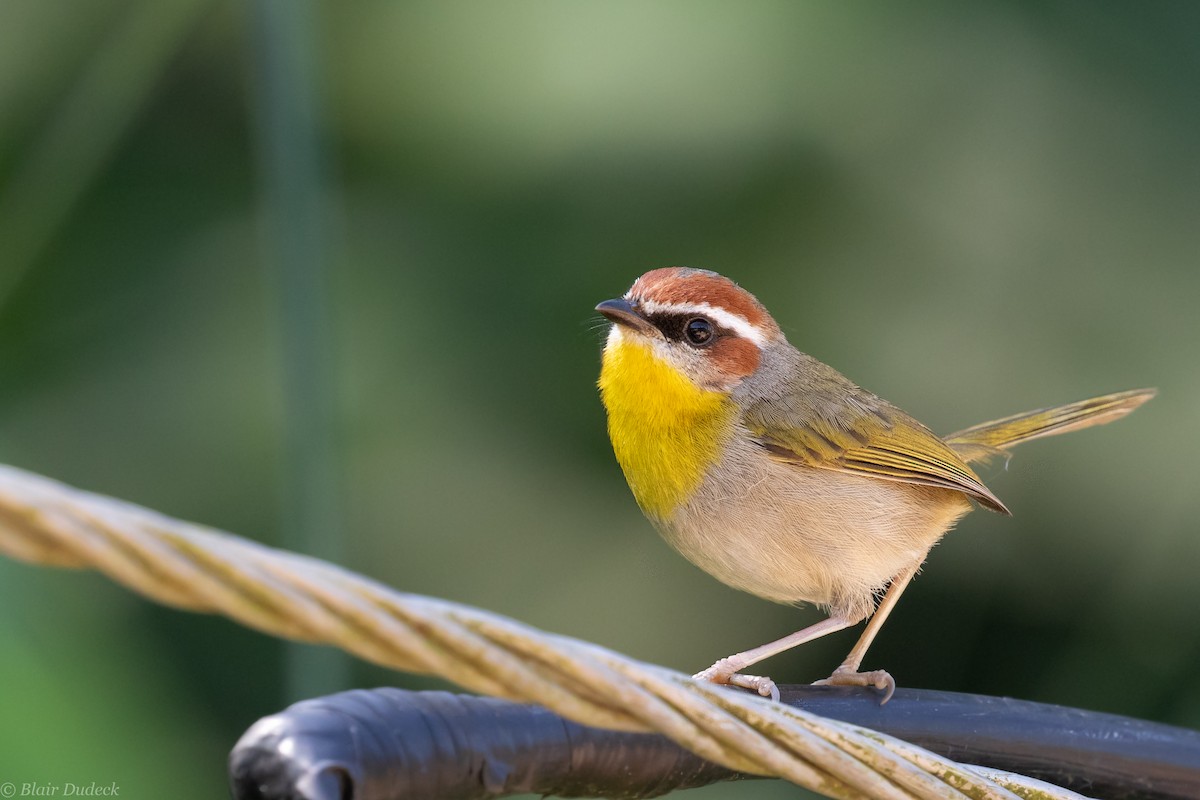 Rufous-capped Warbler - ML213924321