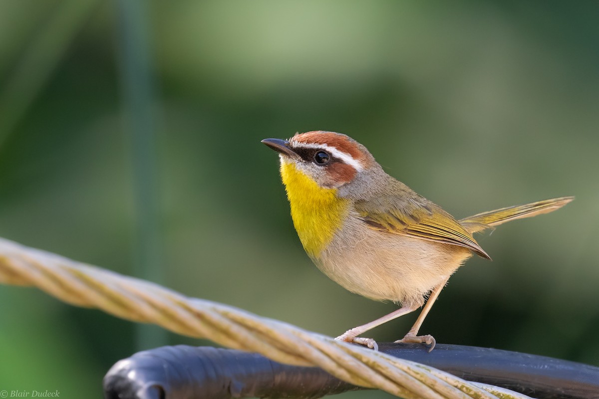 Rufous-capped Warbler - ML213924451