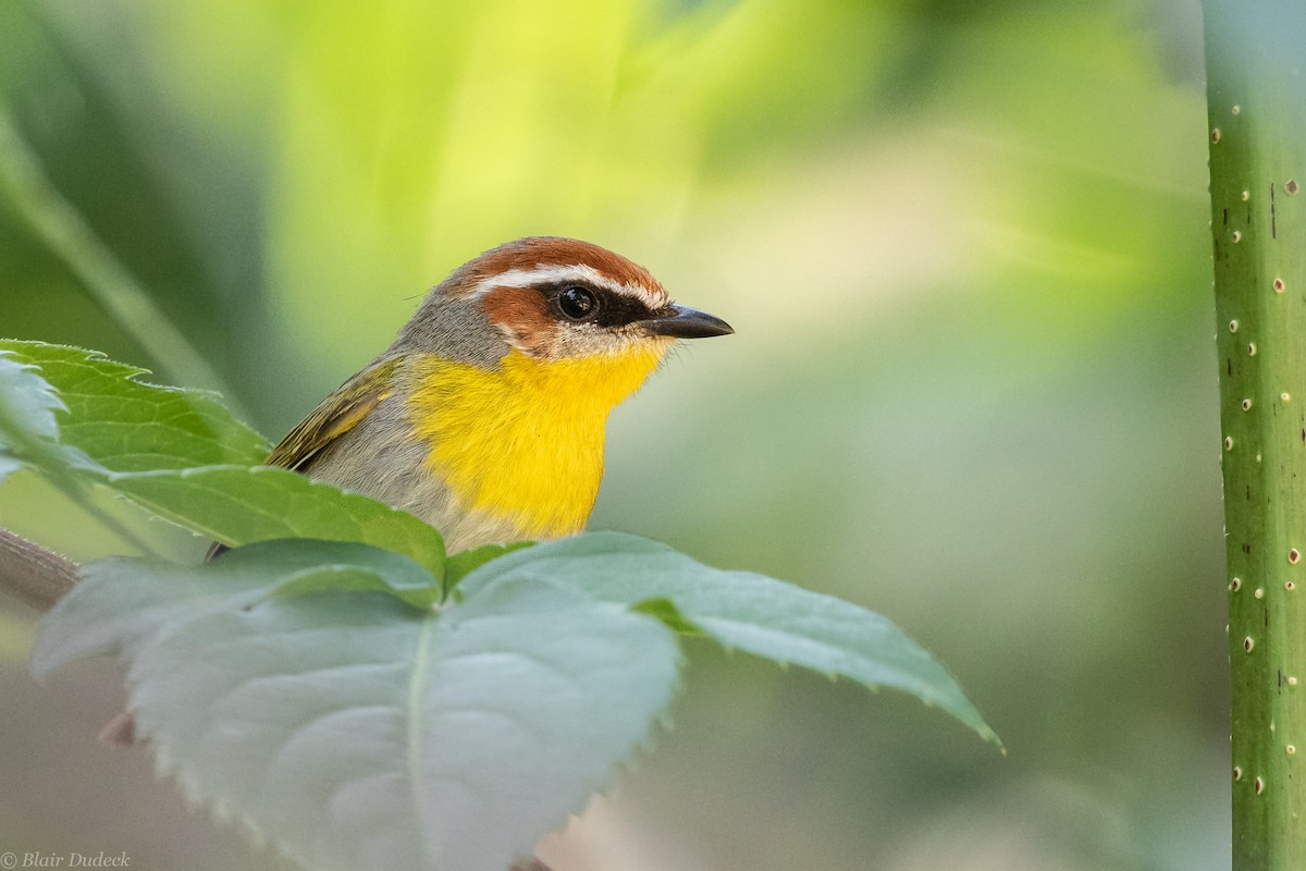 Rufous-capped Warbler - ML213924461