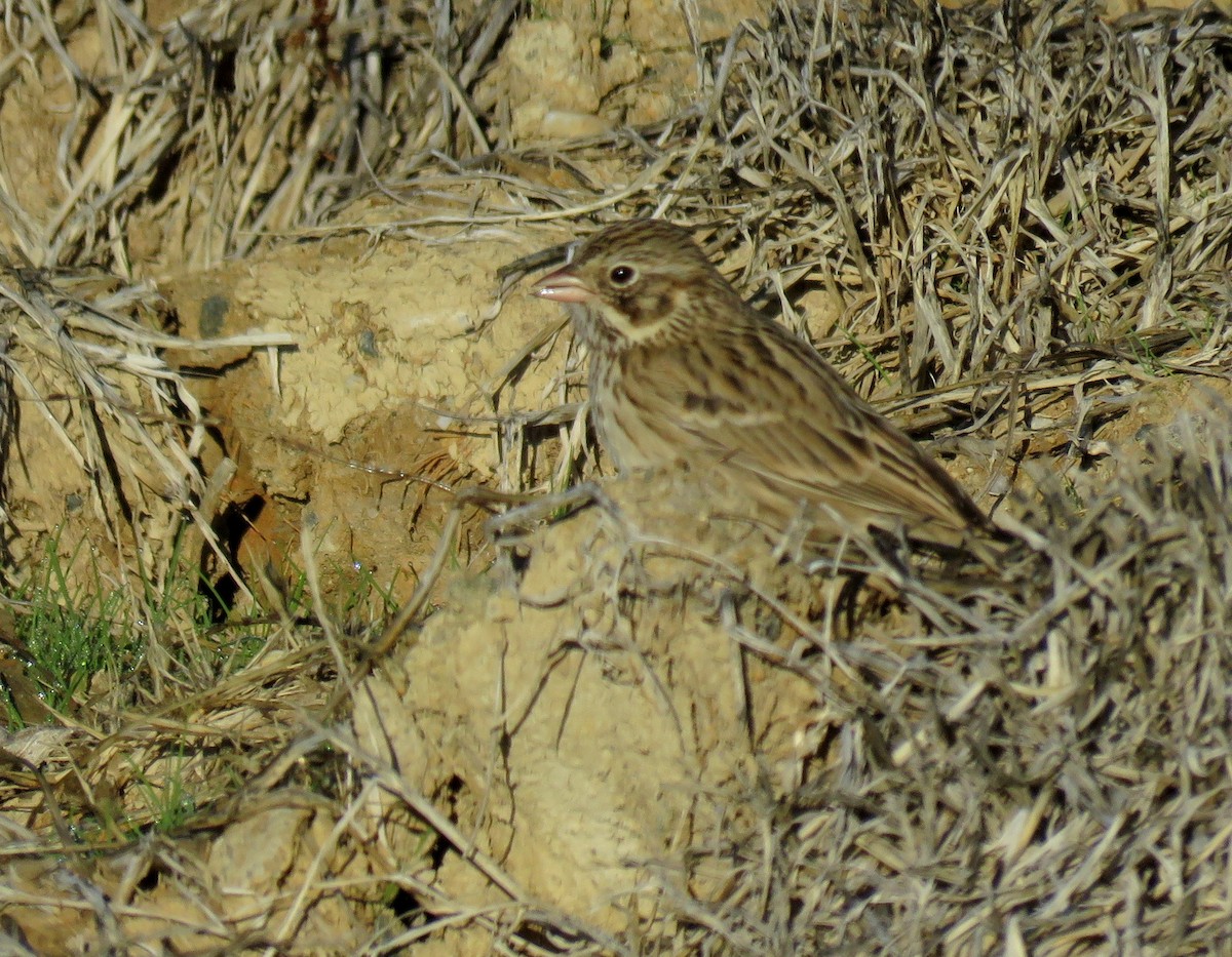 Vesper Sparrow - ML21392471
