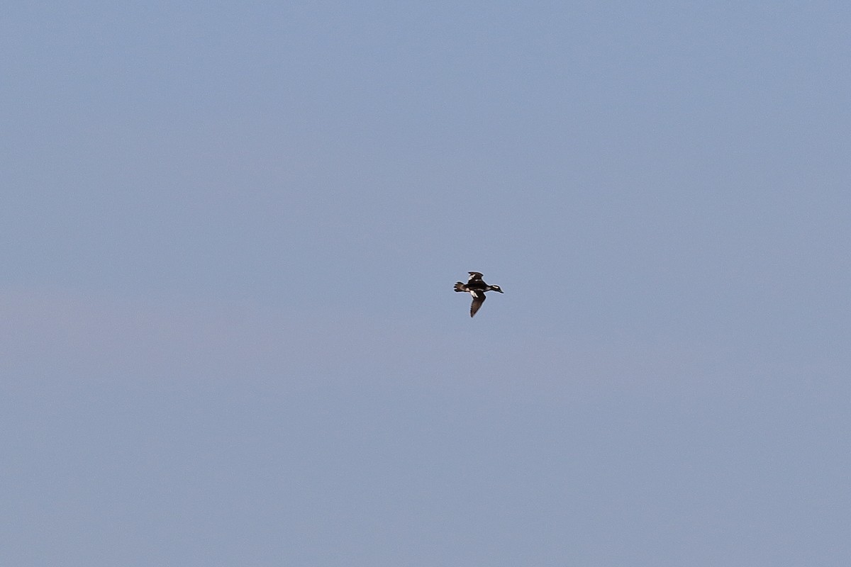 eBird Checklist 6 Mar 2020 Twin Buttes Reservoir 23 species