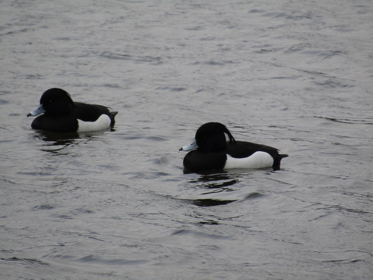 Tufted Duck - ML213927251