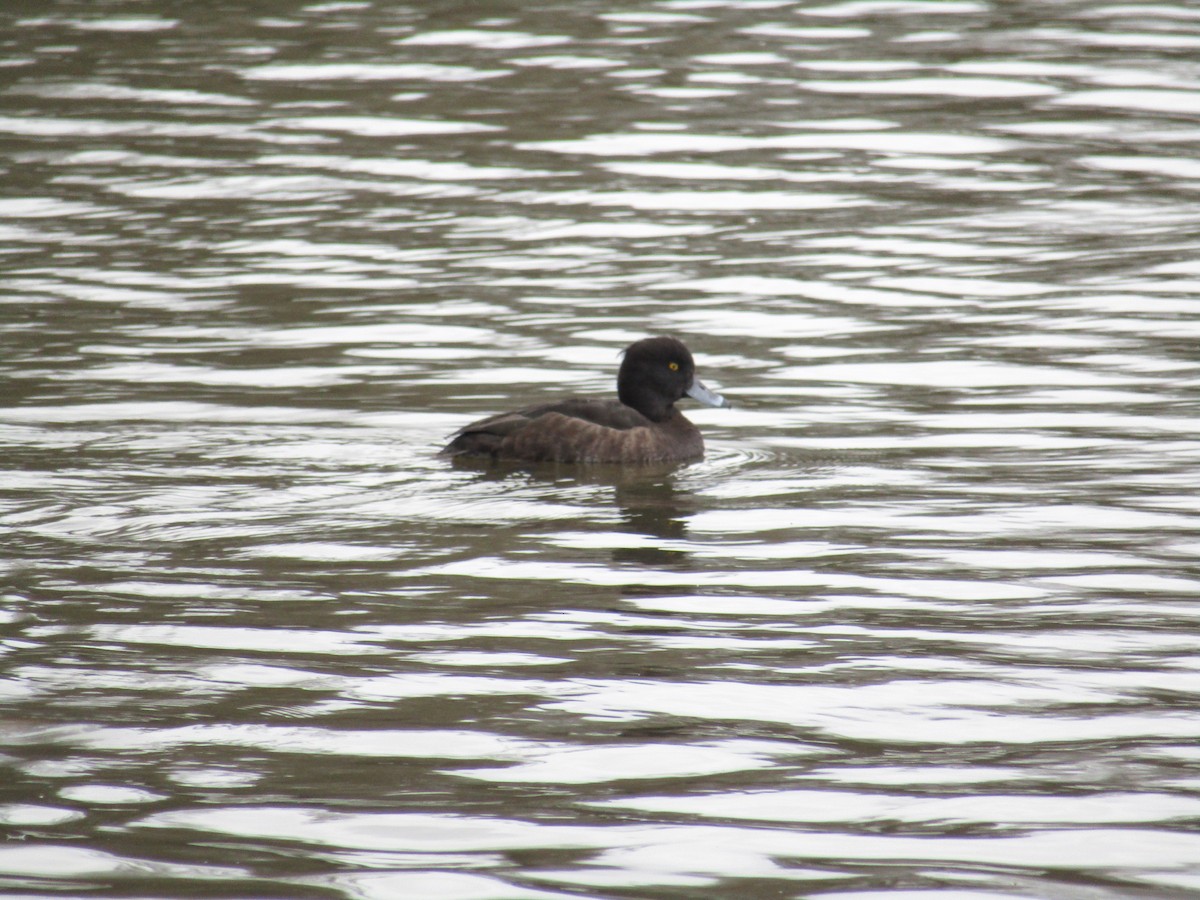 Tufted Duck - ML213927271