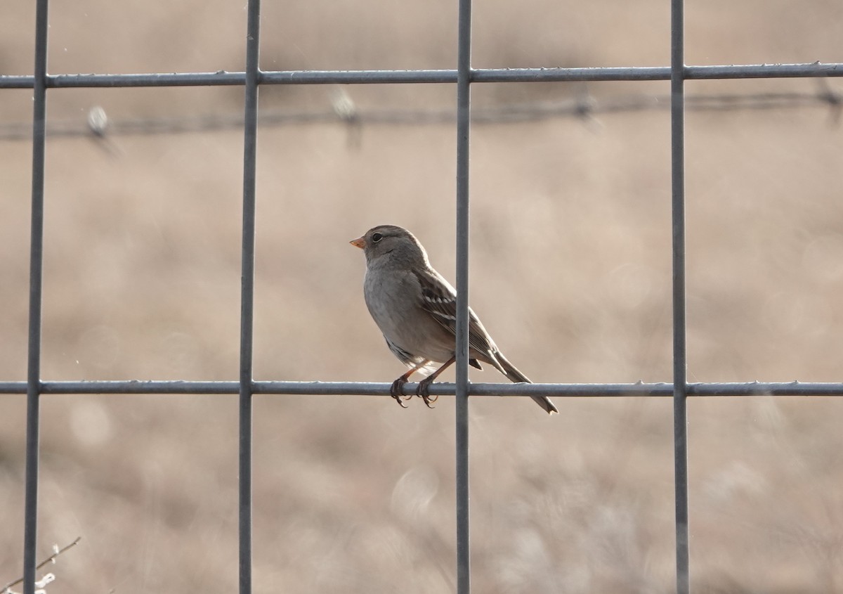 White-crowned Sparrow - ML213927561