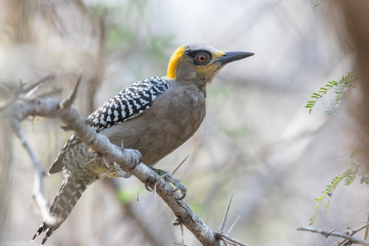 Golden-cheeked Woodpecker - Blair Dudeck