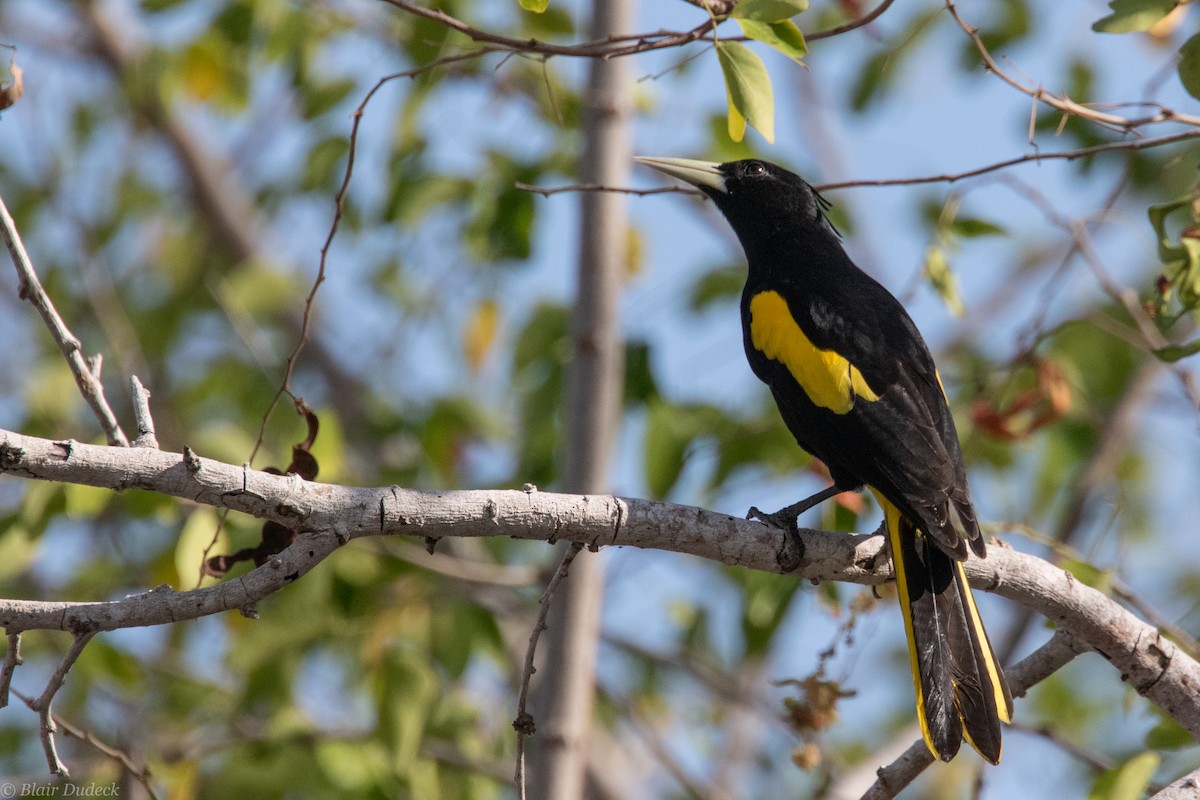 Yellow-winged Cacique - ML213927771
