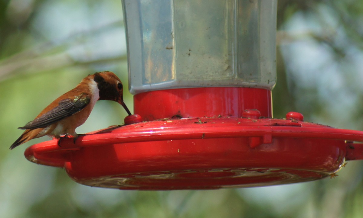 Rufous Hummingbird - Joyce Marie Stewart