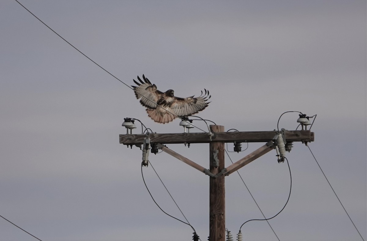 Red-tailed Hawk - David Schroder