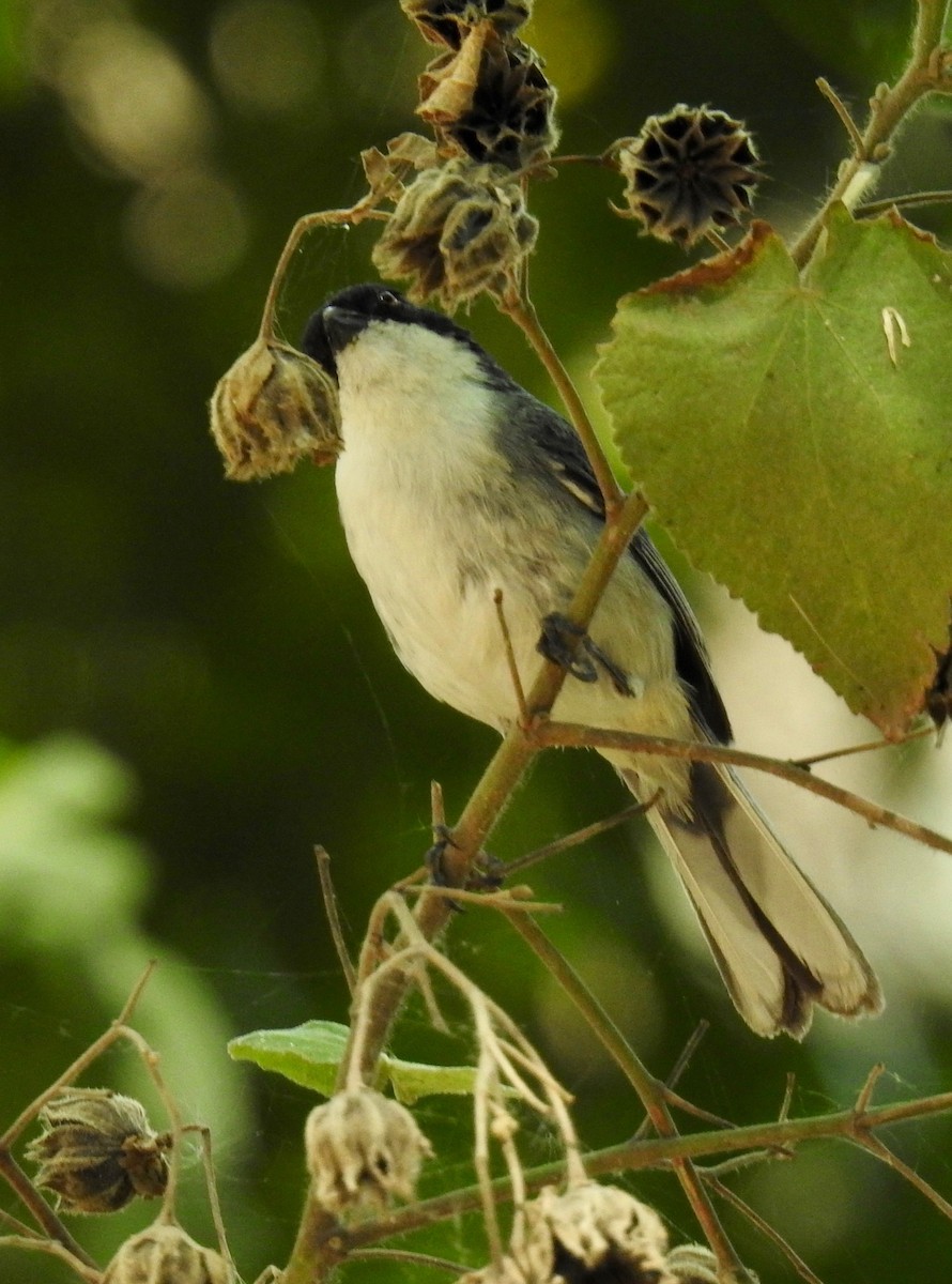 Black-capped Warbling Finch - ML213930001