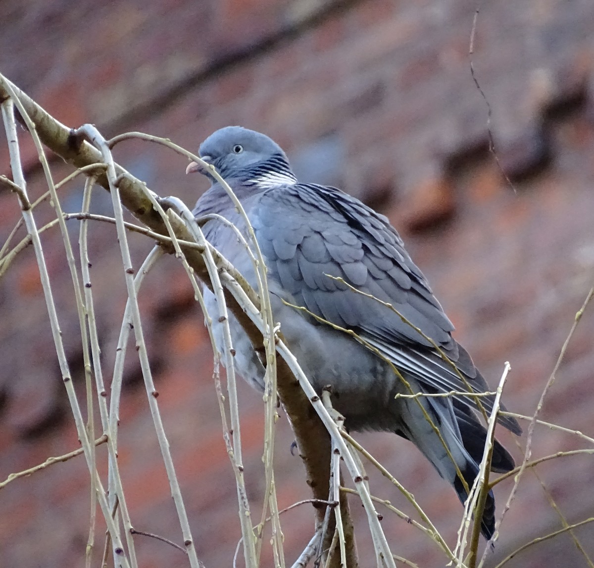 Common Wood-Pigeon (White-necked) - ML213930411