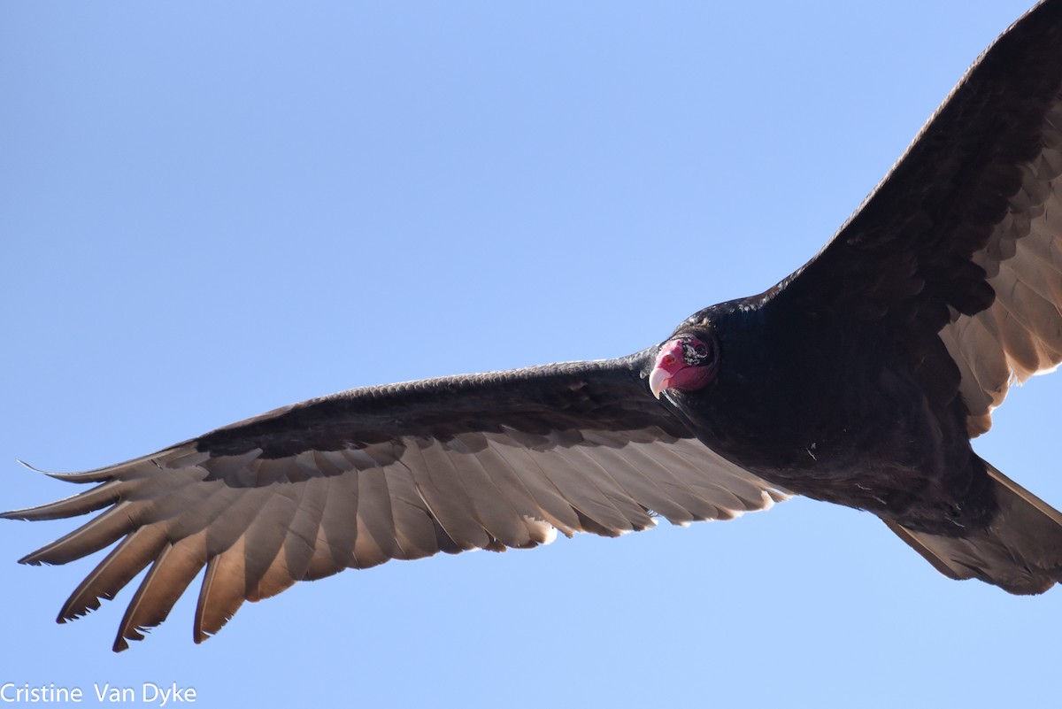Turkey Vulture - Cristine Van Dyke