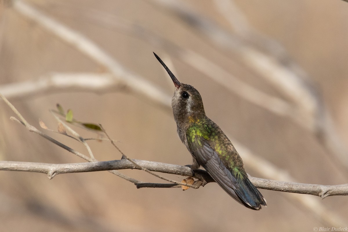kolibřík aztécký - ML213930841