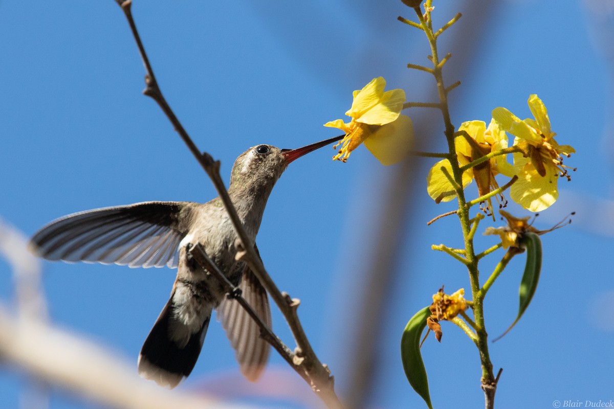 kolibřík aztécký - ML213930961