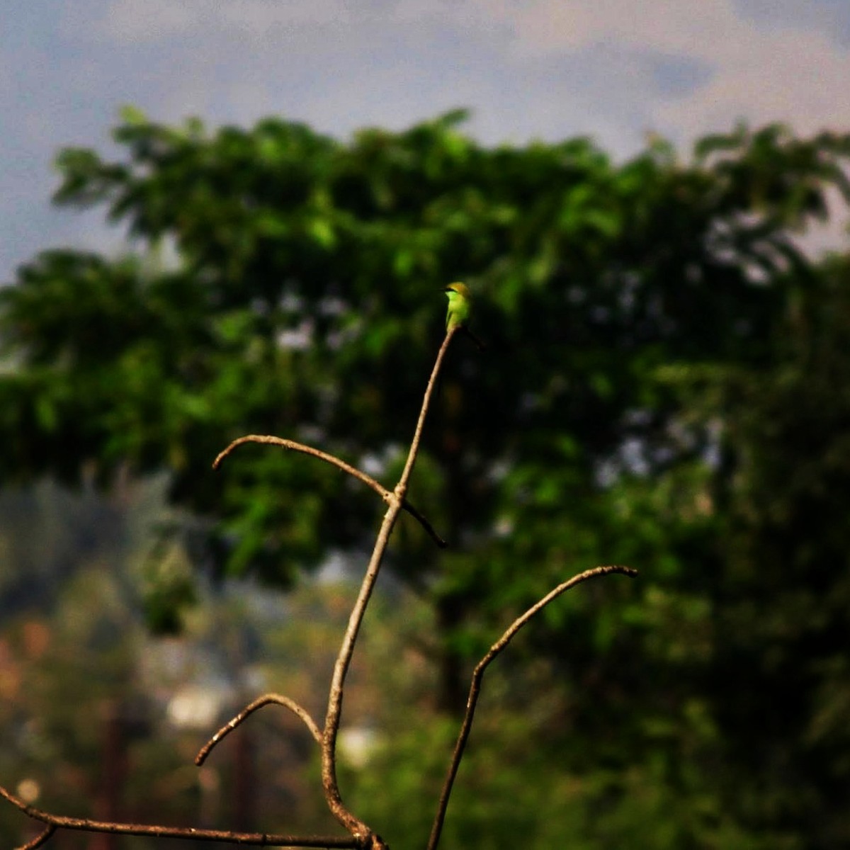 Asian Green Bee-eater - ML21393331